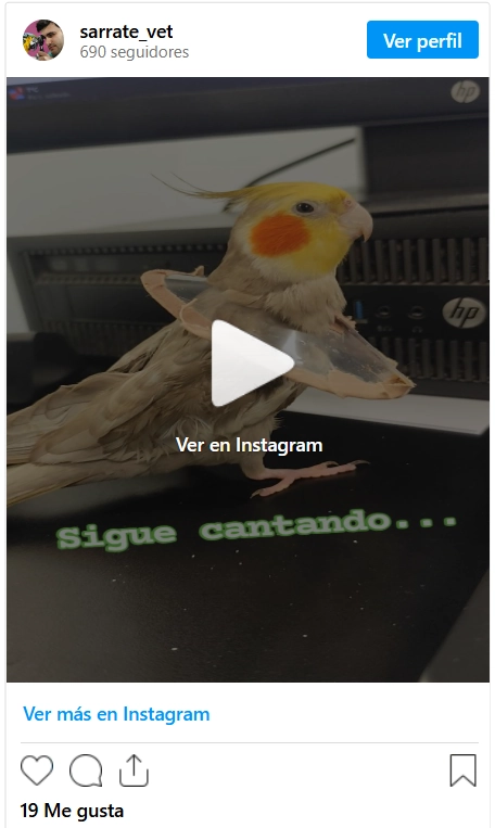 Instagram Periquito mascota