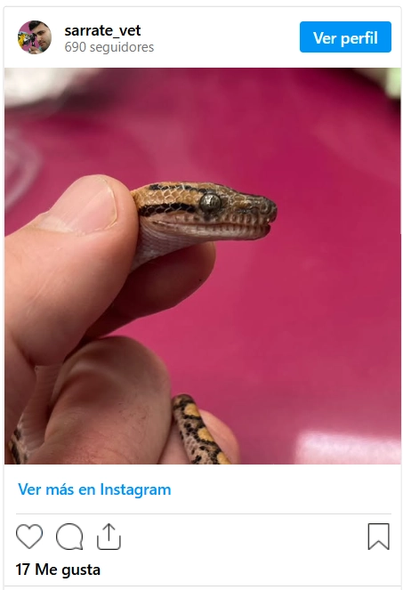 Instagram Reptil mascota
