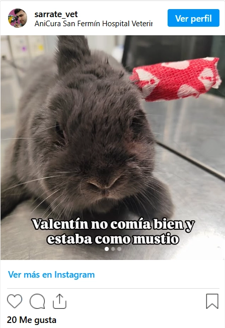 Instagram Valentin conejo mascota
